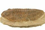 Large, Inflated Asaphid Trilobite - Taouz, Morocco #271302-3